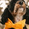 Glitter Dog Babe Bow