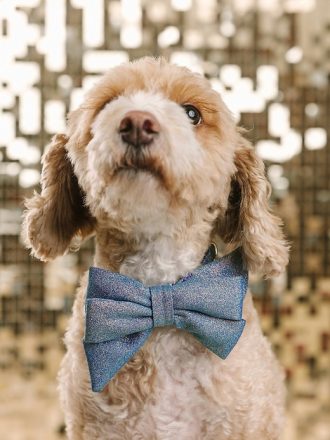 Glitter Dog Babe rosett och halsband