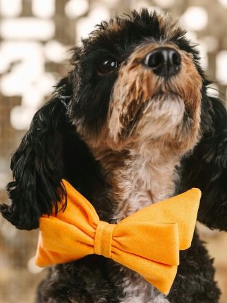 Glitter Dog Babe rosett och halsband