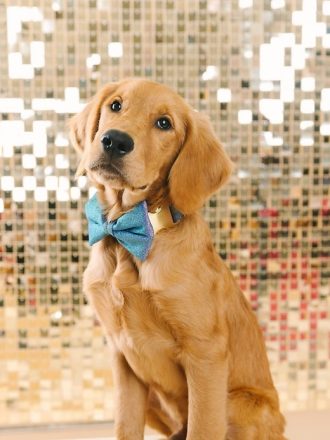 Glitter hundfluga och krage
