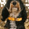 Glitter hundhalsband