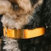 Glitter hundhalsband
