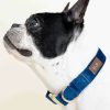 Hundhalsband i sammet