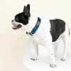 Hundhalsband i sammet