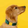 Hundhalsband i sammet