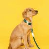Hundhalsband i sammet