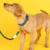 Hundhalsband i sammet