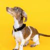 Hundhalsband i sammet