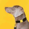 Hundhalsband i sammet