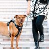 Hundsele i ultrakomfort neopren