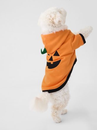 Husdjur Halloween kostym