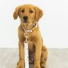 Tryckt tyg hundkoppel