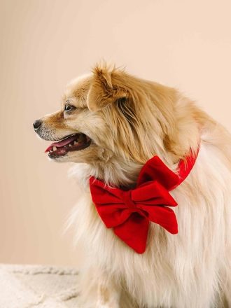 Velvet Dog Babe rosett och halsband