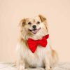 Velvet Dog Babe rosett och halsband