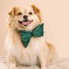 Velvet Dog Babe rosett och halsband