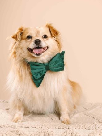 Velvet Dog Babe rosett och halsband